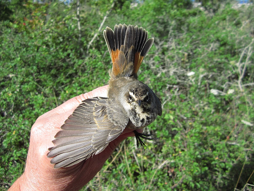 Bluethroat, Sundre 20120828